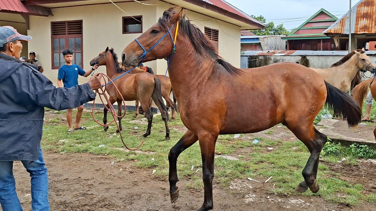 ARRIVAL OF BIG HORSES READY FOR SALE AT THE MARKET | HORSE BUSINESS