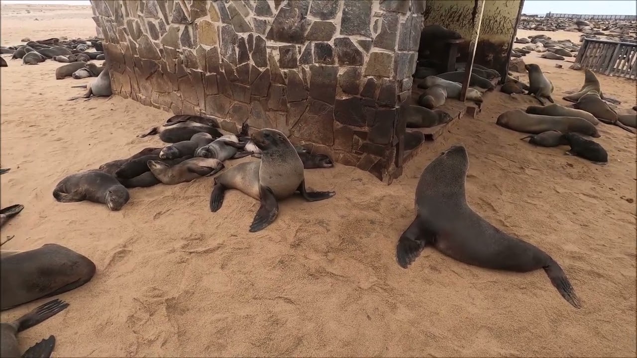 Seal Colony Cape Cross, Namibia (13.06.2022)