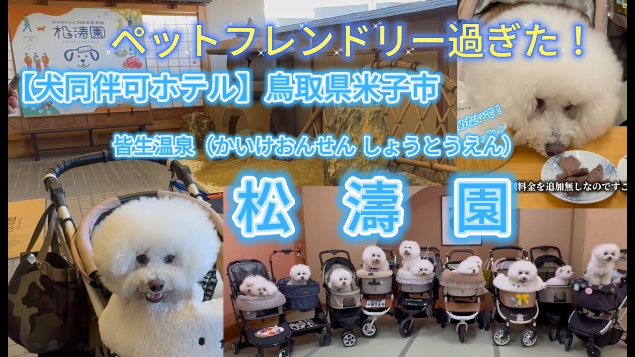 【犬同伴可ホテル】皆生温泉松濤園 #かいけおんせん #しょうとうえん #ビションフリーゼ #bichonfrise #モフモフ #モフ会 #布団添い寝可 #お座敷バギー可