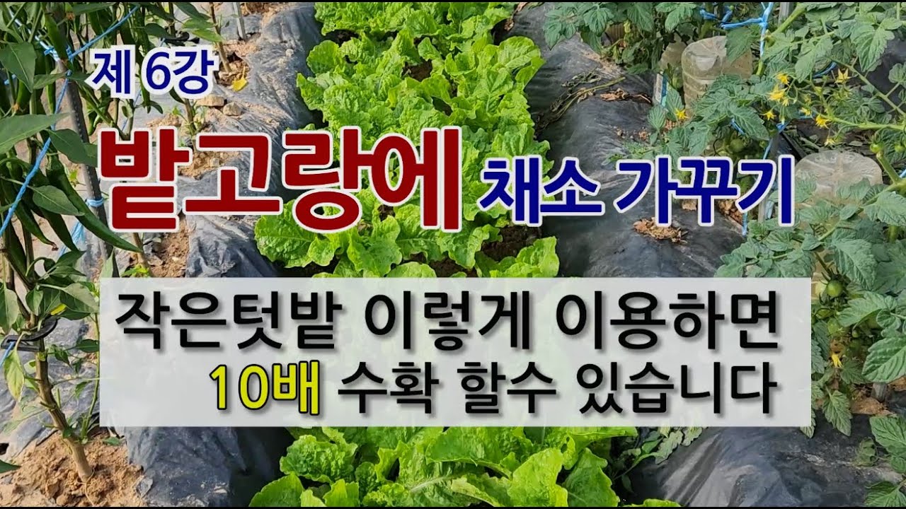 제 6강  밭 고랑에 채소 가꾸기 #작은 텃밭 이렇게 이용하면 10배수확 할수 있습니다 #밭고랑 이용하기 #밭고랑에 작물 가꾸기.