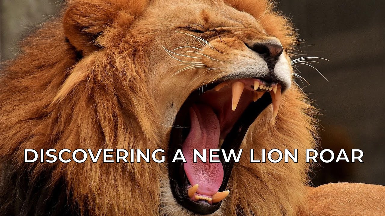 Scientists discover a new type of lion roar