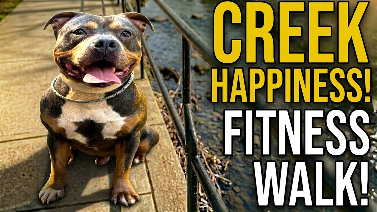 MASSIMO LOVES THIS CREEK | Quick Walking Workout With Pitbull | Dog Walk Fitness | BIGWALKDOG