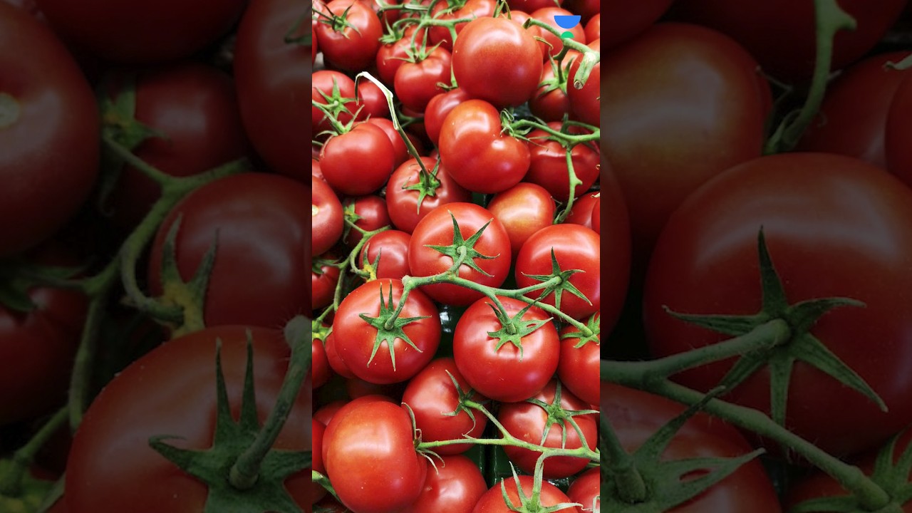 Real Reason Behind Tomato Price hike 😱
