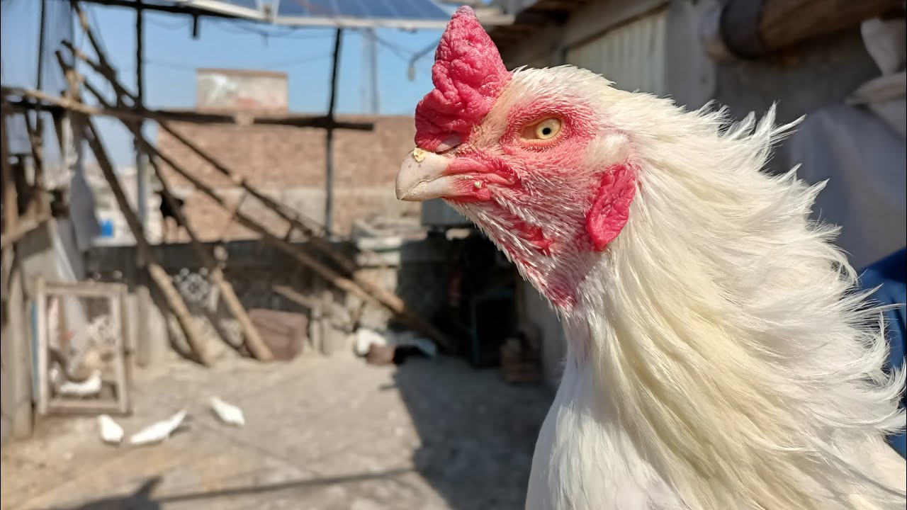 Aseel Birds Shoq(Rooftop Aseel Farming)