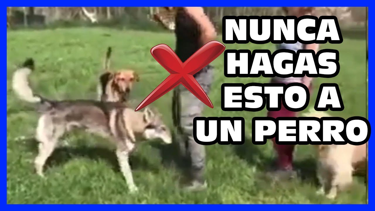 🐺 Perro Lobo Checoslovaco Dominante, es pateado por adiestrador canino. Por qu&eacute;? Lo analizamos🔍