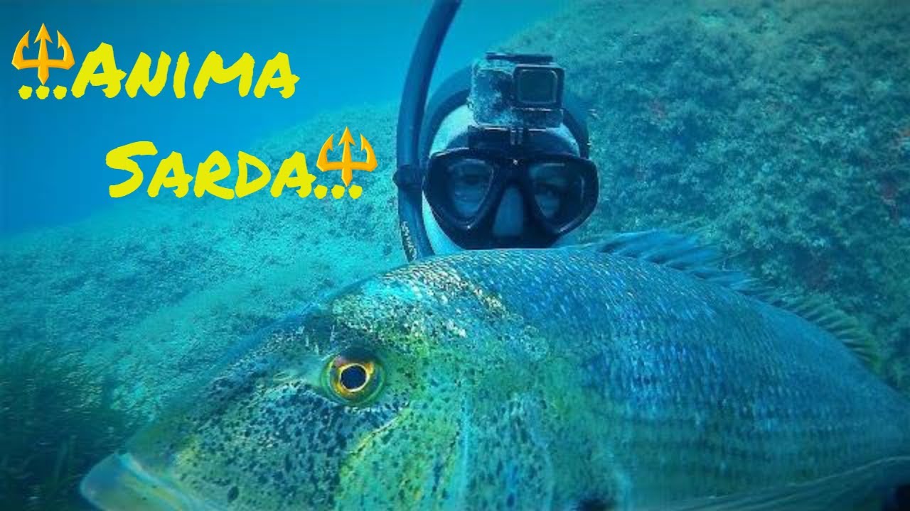 Pesca sub   :    🔱Anima sarda.( Spearfishing Sardegna)