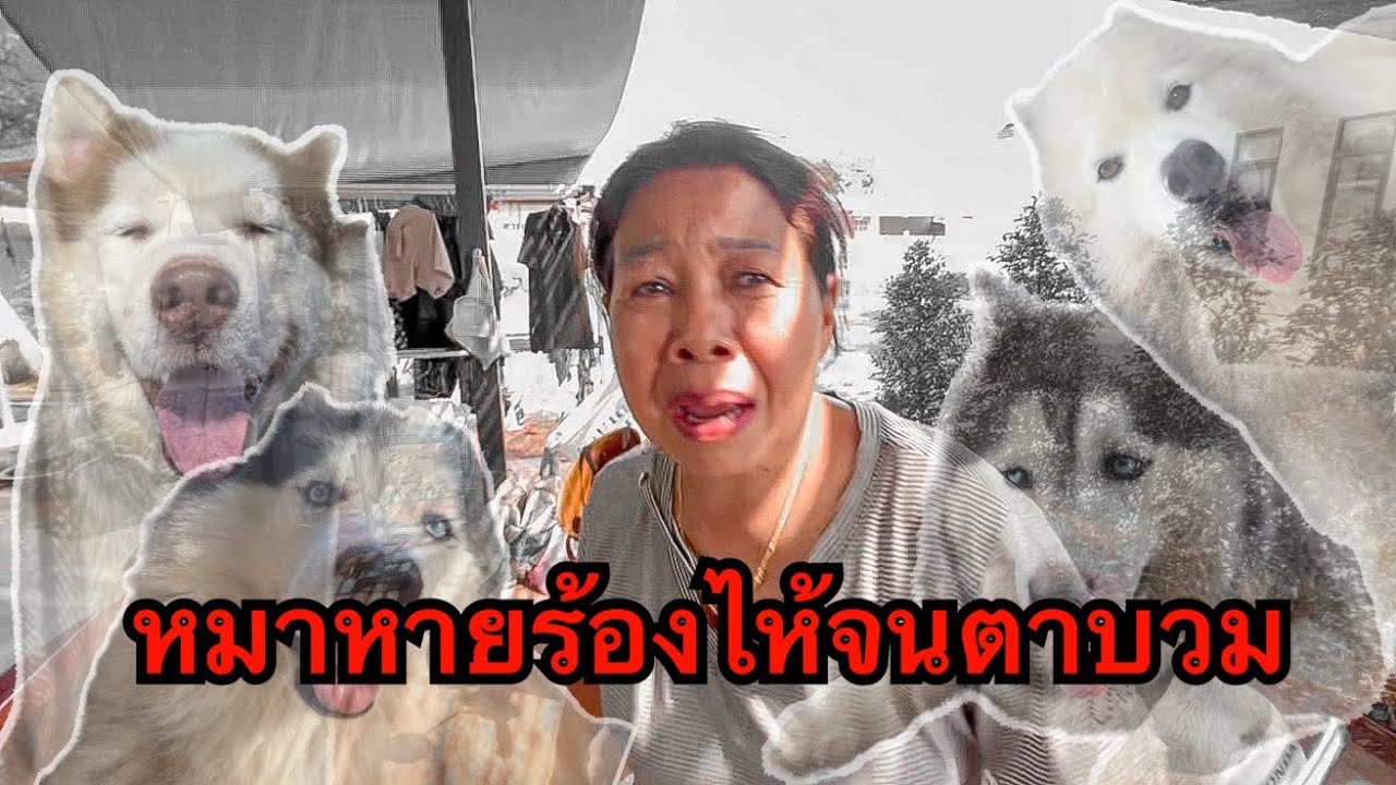 ปล่อยโฮ! ไม่อยู่บ้านเป้บเดียวหมาหายหมดเลยบ้านเงียบจนใจยายหวิวๆ