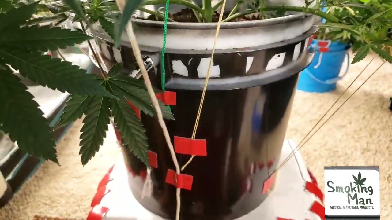 How to increase yields upto 12 times using my training & pruning method on photo plants. Do Si Do
