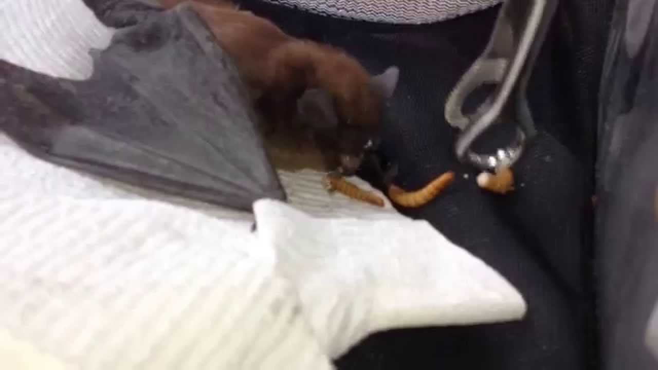 New Jersey Bat Removal and Rescue