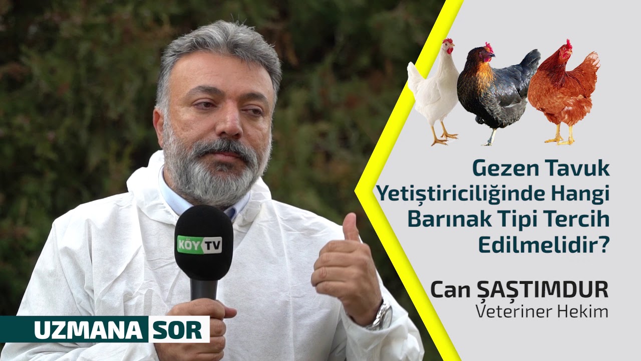Gezen Tavuk Yetiştiriciliğinde Hangi Barınak Tercih Edilmelidir?