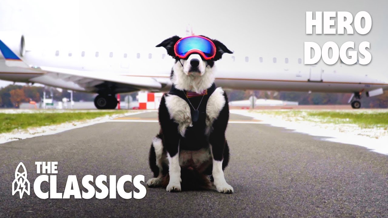 4 Brave Dogs You'd Want to Pet | The Classics