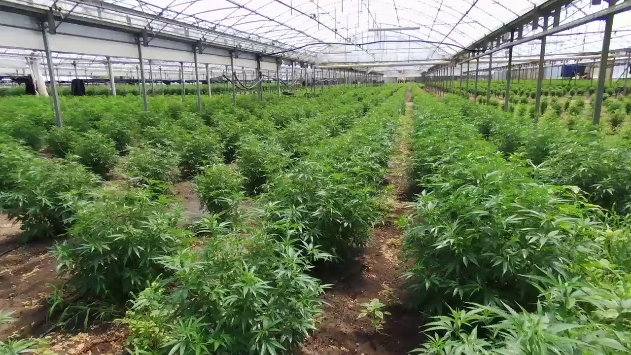 CBD Greenhouse 2019 By Cbd-Alchemy.