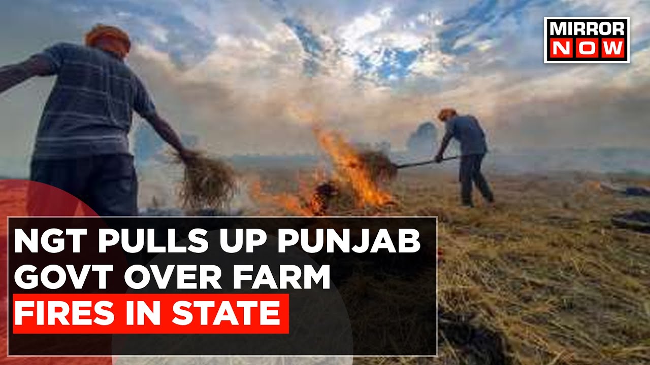 'Who No Improvement?', NGT Pulled Punjab Govt Over Farm Fires; PPCB Counters | English News