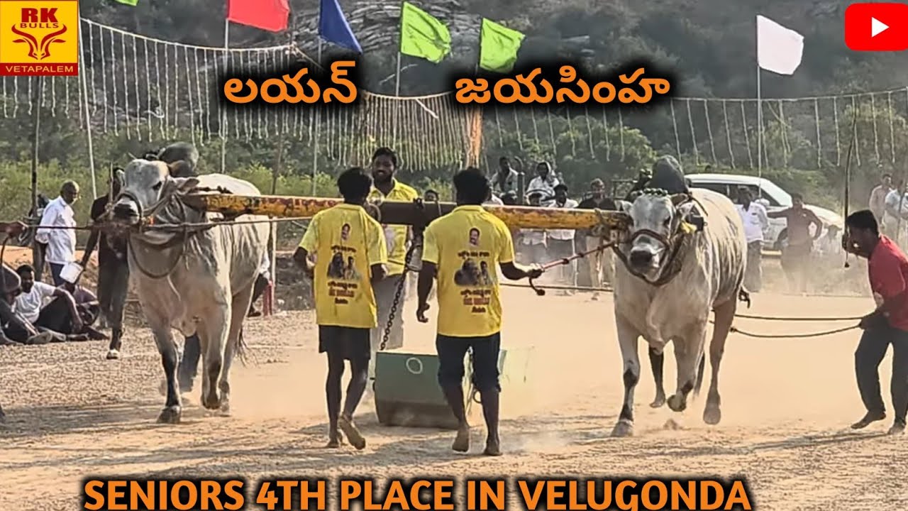 Lion and jayasimha won 4th place in velugonda distance covered 3694