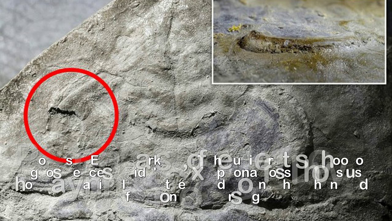 Experts uncover 530 million year old trilobite fossil