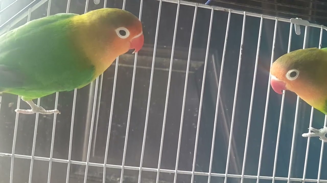 👍🐦🐦🦜🦜 Subhanallah Subhanallah