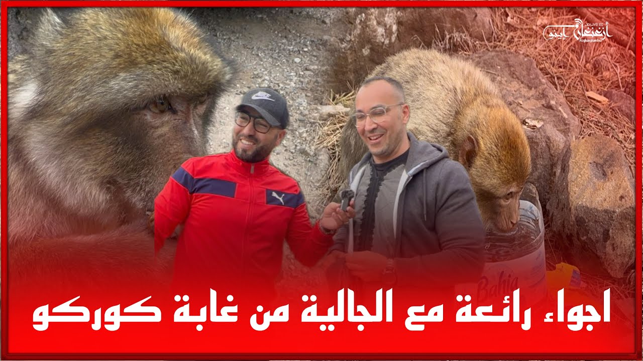 🔴اجواء رائعة مع الجالية من غابة كوركو