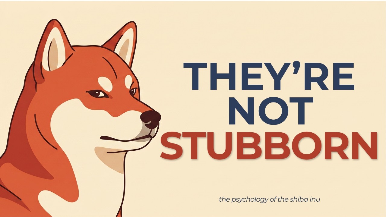 The Real Reason Shibas Are Stubborn (It's Actually Intelligence)