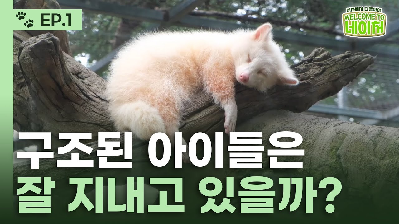 동물원이 통째로 이사했다!?🏡ㅣ웰컴투네이처ㅣEP.1