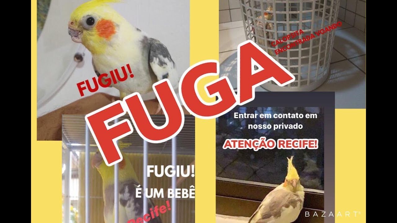 COMO EVITAR FUGA DE AVES