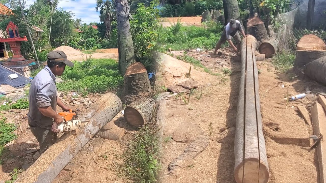 Cutting and splitting palm trees | Activity wood cutting
