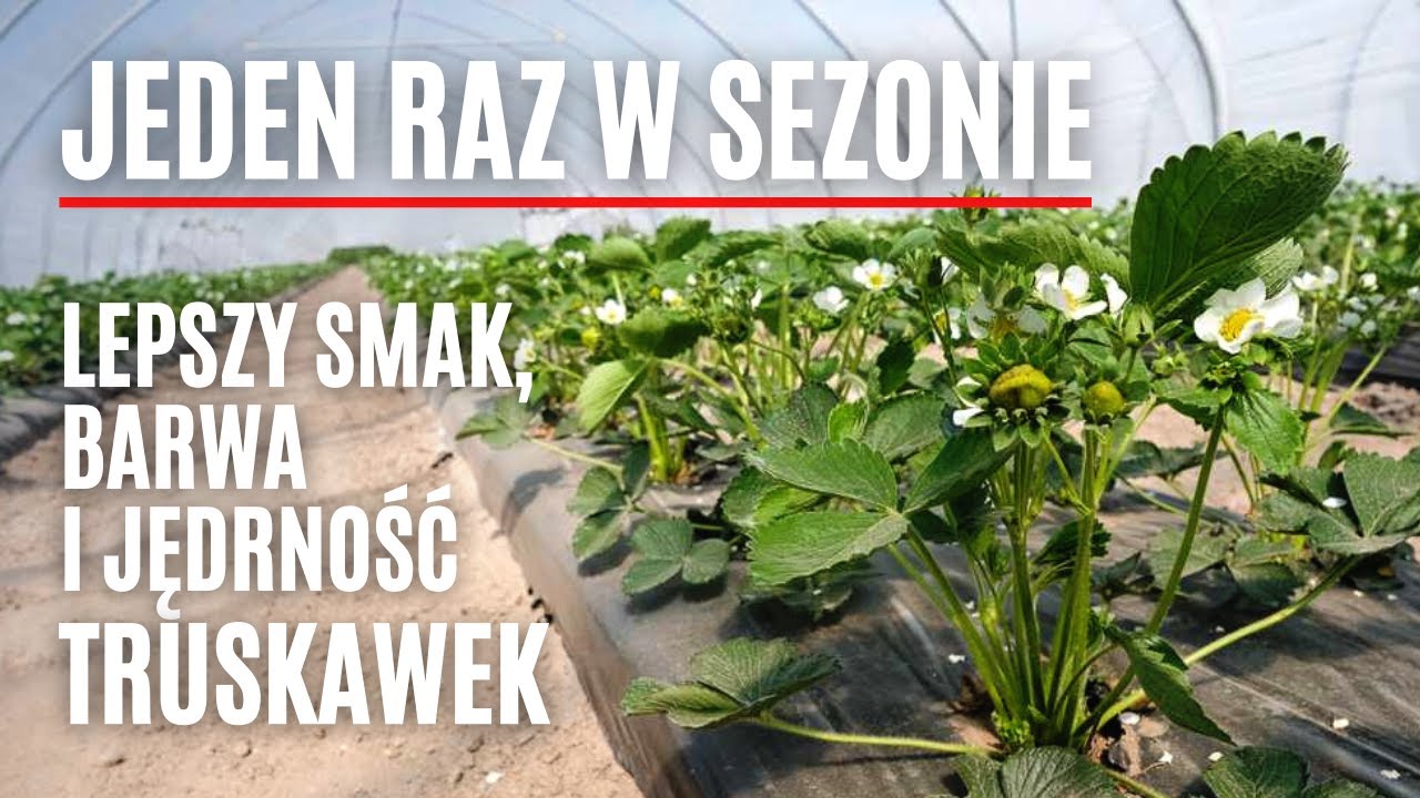 YaraVita FRUTREL – jeden raz w sezonie dla lepszego smaku, barwy i jędrności owoców truskawek