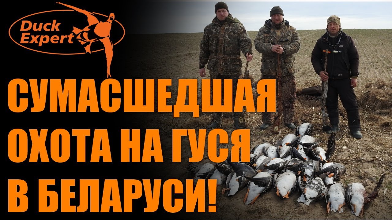 СУМАСШЕДШАЯ ОХОТА НА ГУСЯ В БЕЛАРУСИ! ТЫСЯЧИ ГУСЕЙ! ОТЛИЧНЫЕ НАЛЕТЫ в 4K!