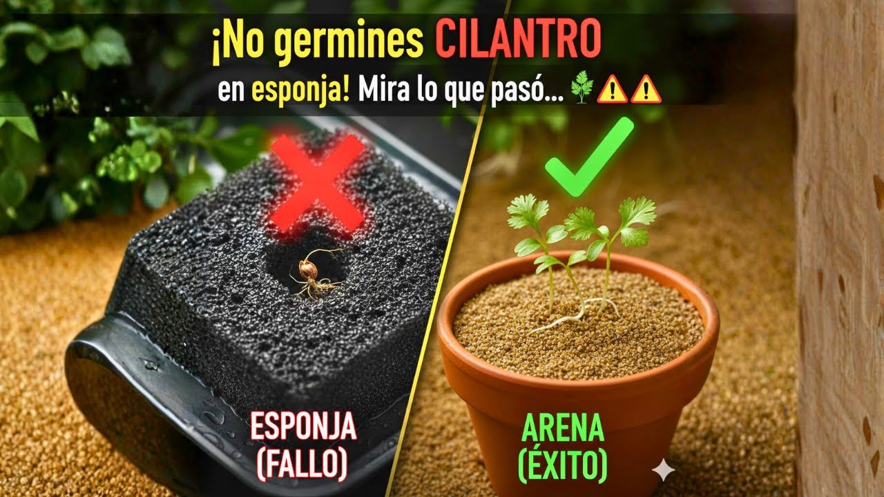 ¡No germines CILANTRO en esponja! Mira lo que pasó...