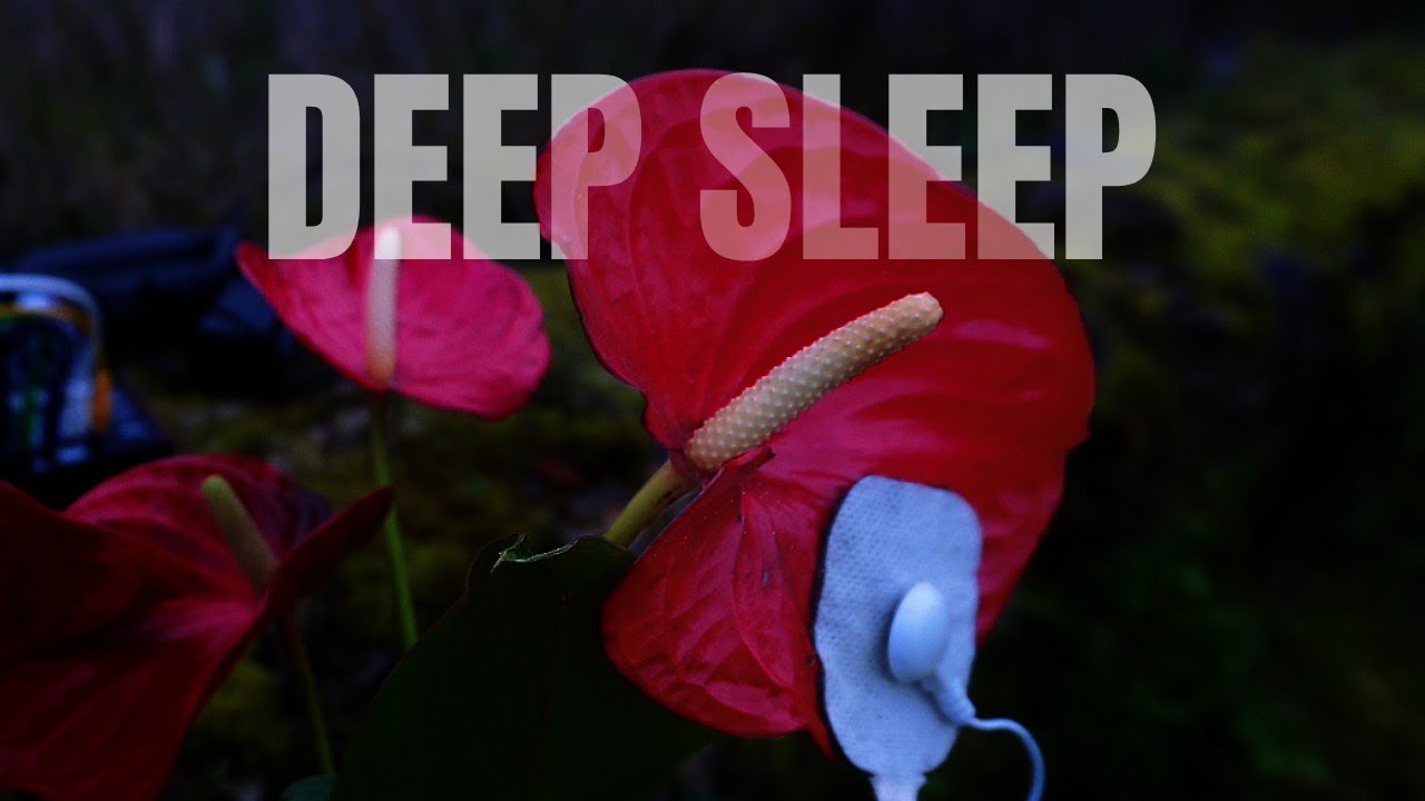 #sleepmusic 3 Hours 🌺 Anthurium #plantmusic | Black Screen • #noads