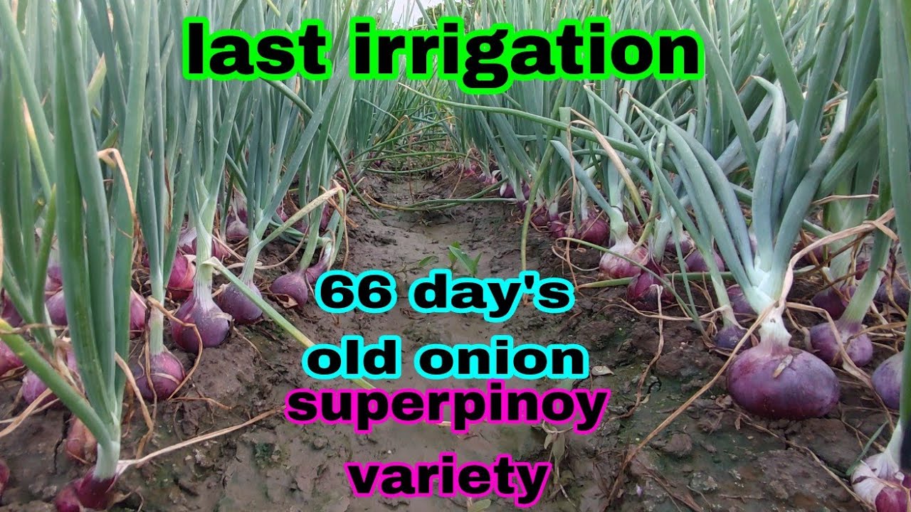 Last patubig sa ating sibuyas Superpinoy variety 66 days,,