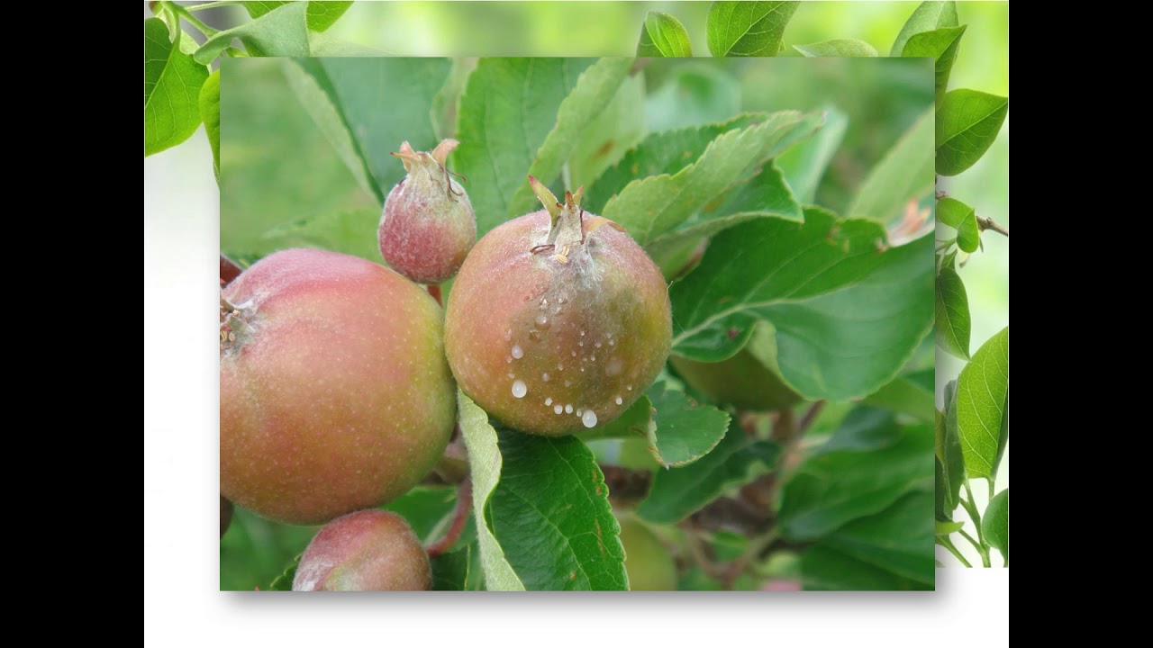 Purdue Landscape Report - Disease Signs