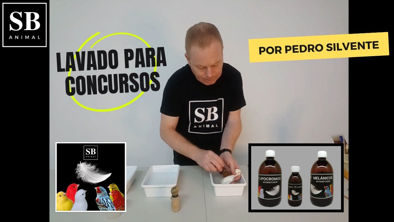 Como Lavar un Canario para Concurso