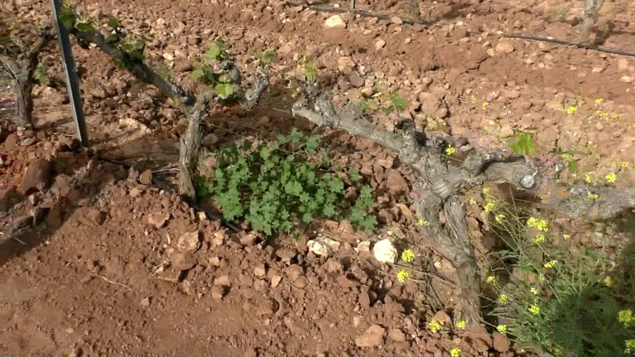 Agrimagnews | Viaggio nella viticoltura dell’Andalusia - Spagna