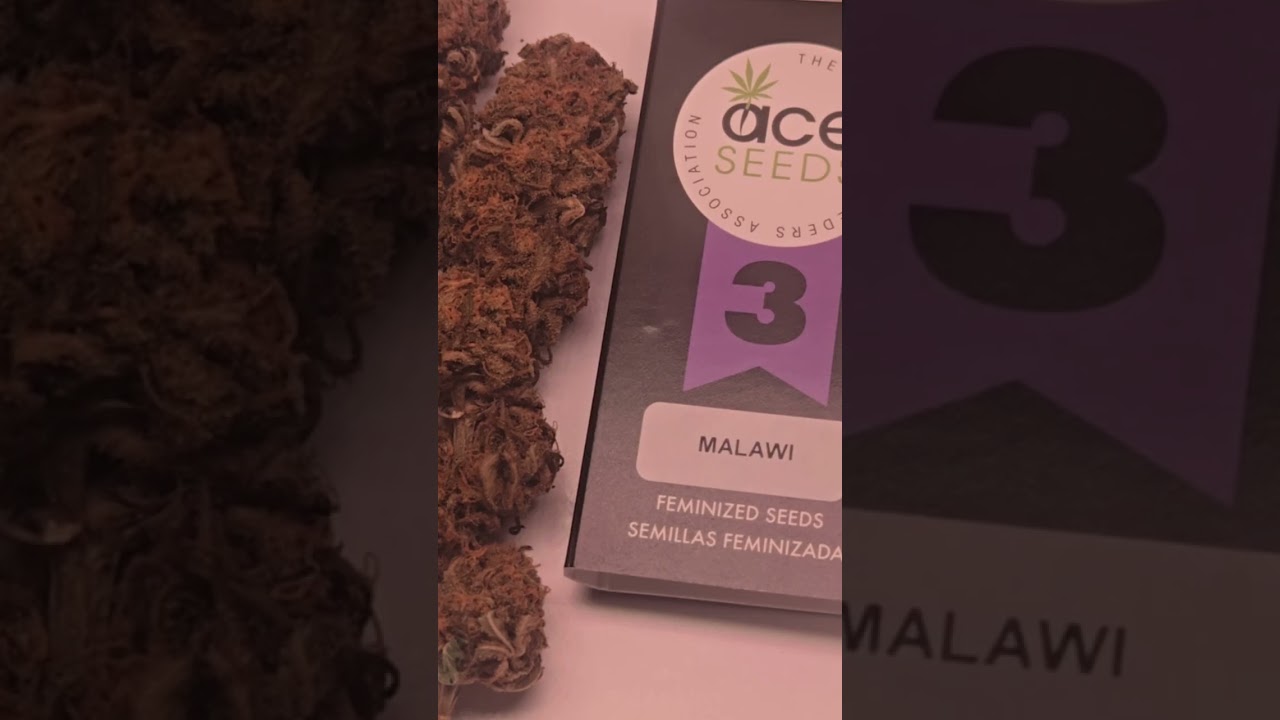 ​Why Malawi Gold is the 
