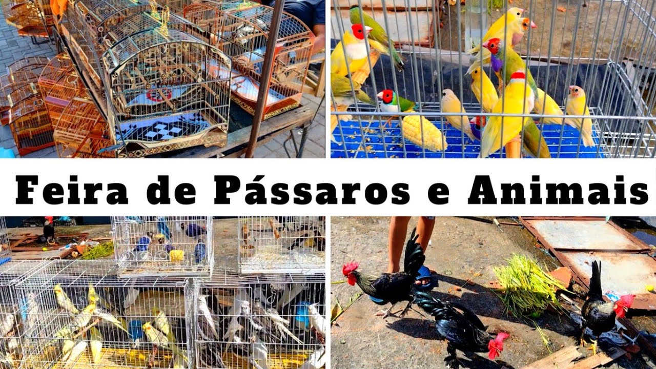 Feira de Pássaros e Gaiolas do Cordeiro   #passaros #criarpassaros #feiralivre