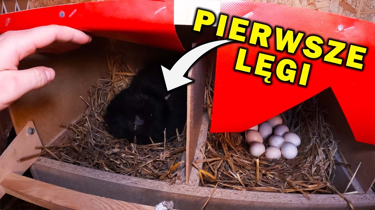 ZACZYNAMY LĘGI !!! Nowa Owieczka , Więcej Silek - Vlog