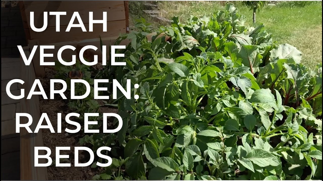 Planning a Raised Veggie Garden in Utah