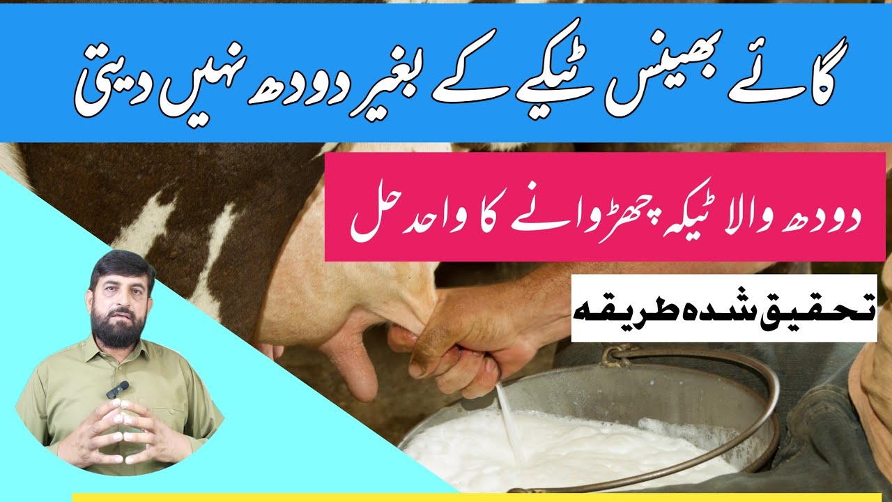 Gaye Bhains Mein Oxytocin Injection چھڑوانے Ka Asan  حل Aur مجرب Tarika In 07 Days