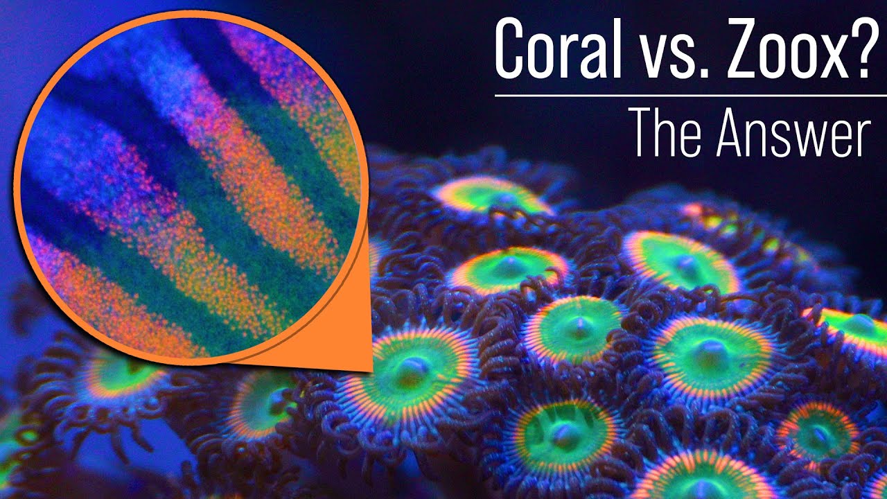Coral (Animal) vs. Zooxanthellae (Algae)? Care and Nutrient Needs? Likely Not What You Think.