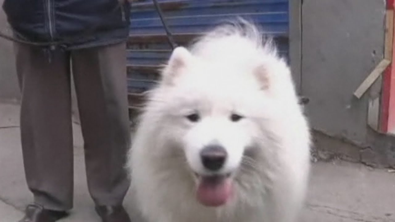 The amazing 'genius' Samoyed learns to do complex sums in his head