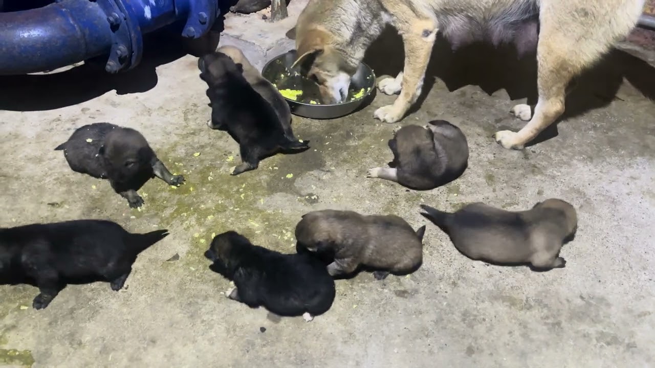 Late Night Feeding for a Mother Dog and Her Hungry Puppies