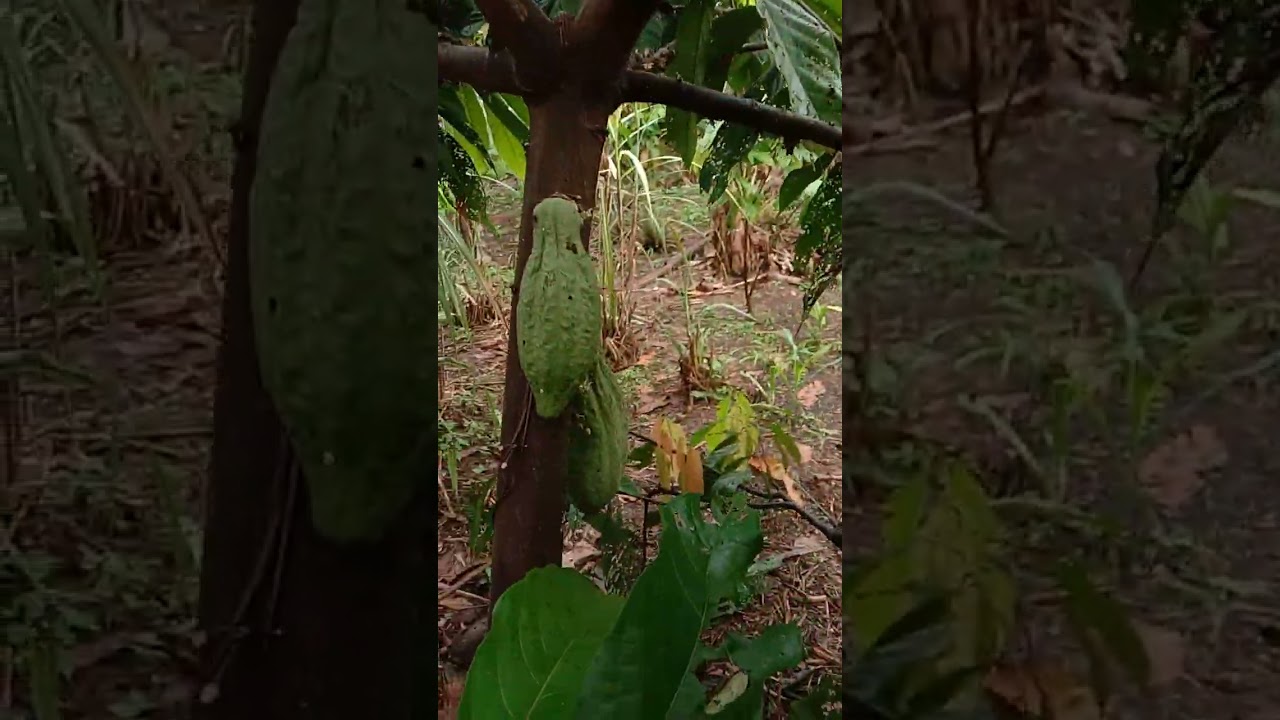Riew kebun pisang moli dan jantan 