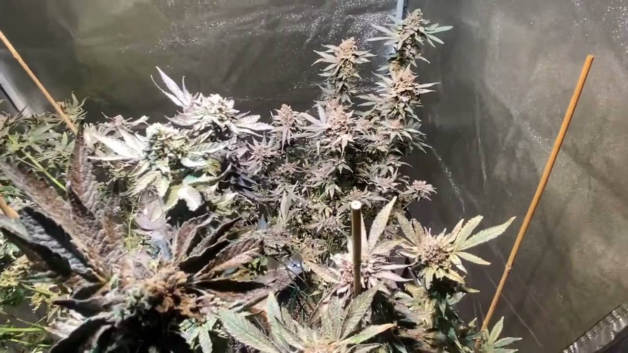 Day 61 of Flower Littarms Formula 1 Oakland Kushmints Post Melone and Exotic Genetics 91Octane