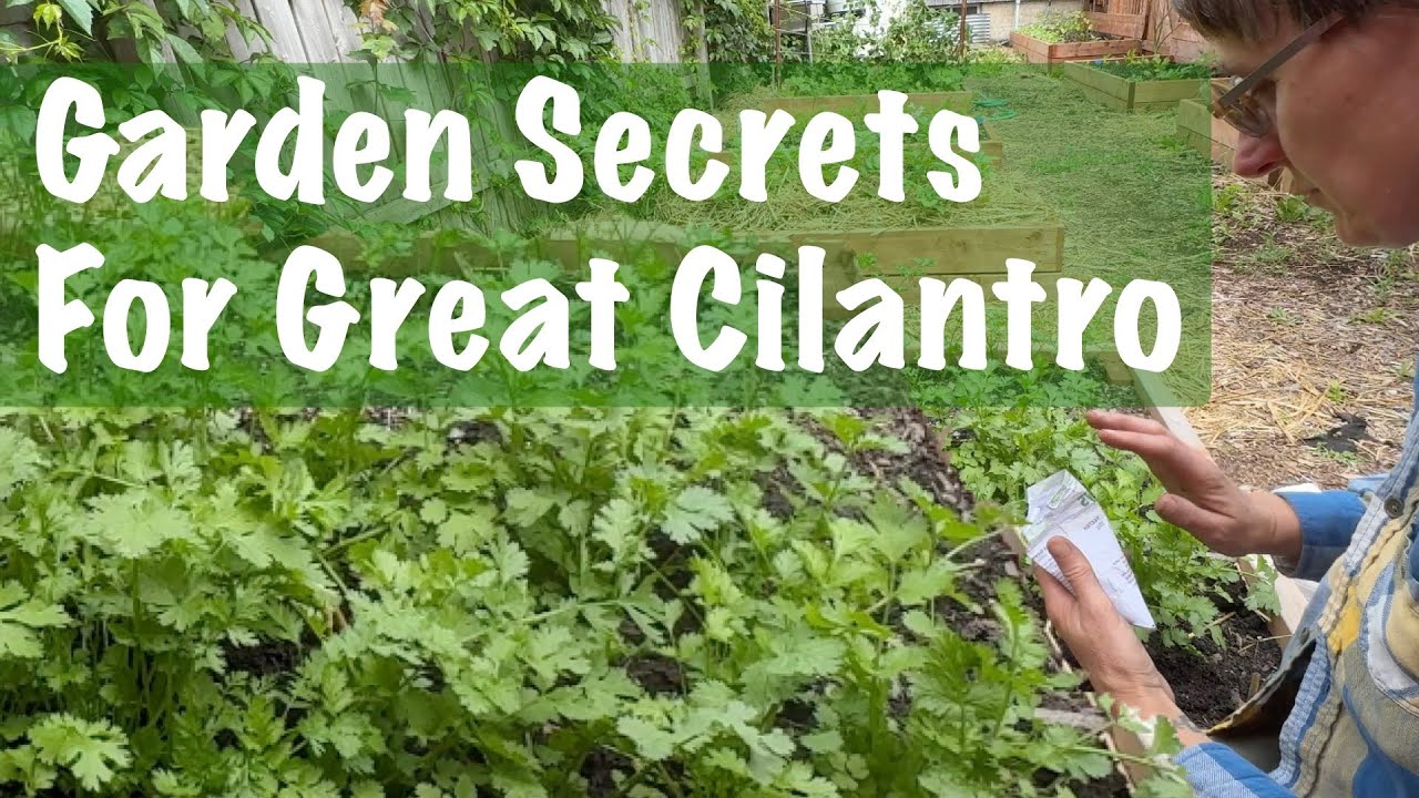 Cilantro Growing Guide: Plant in Every Season to Harvest Year-Round