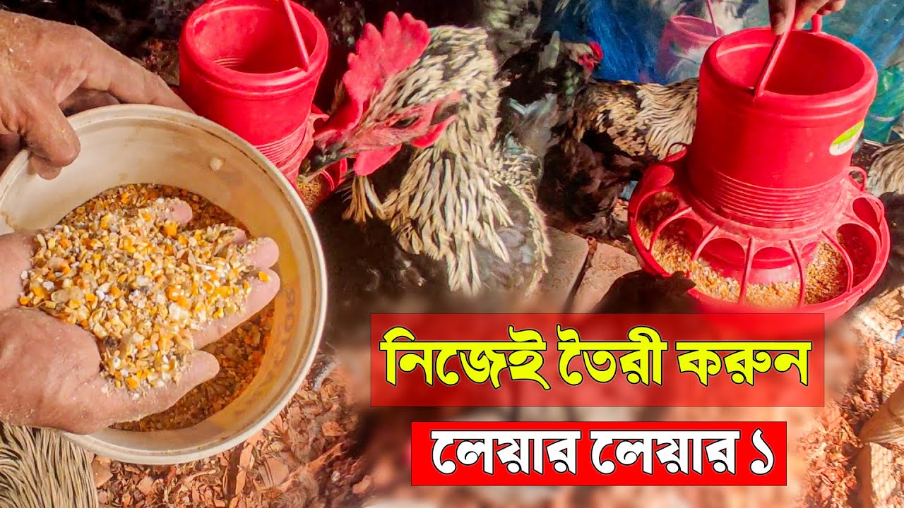 নিজেই তৈরী করুন লেয়ার লেয়ার ১ - মুরগির খাবার