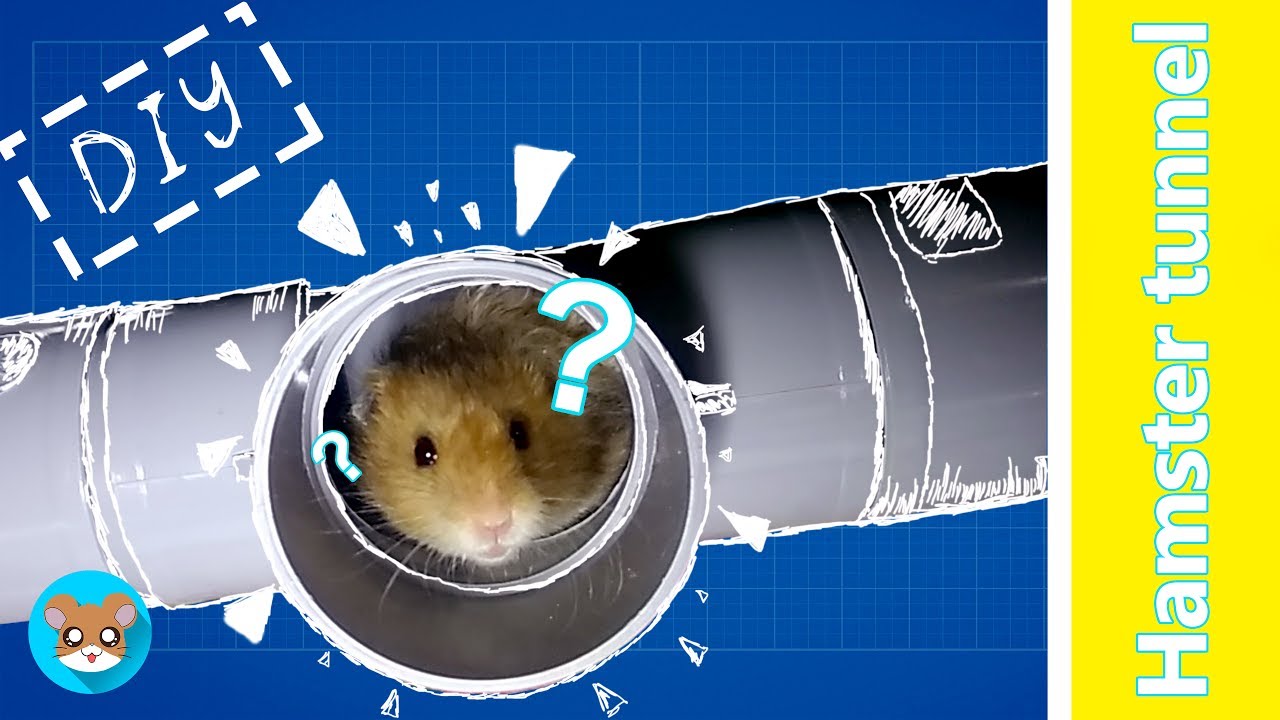 How To Make Hamster Tunnel | DIY Hamster Tunnel