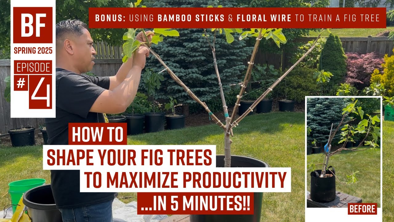 BF: Spring 2025 Epi#4 // How to SHAPE your fig trees to MAXIMIZE PRODUCTIVITY // Using BAMBOO & WIRE