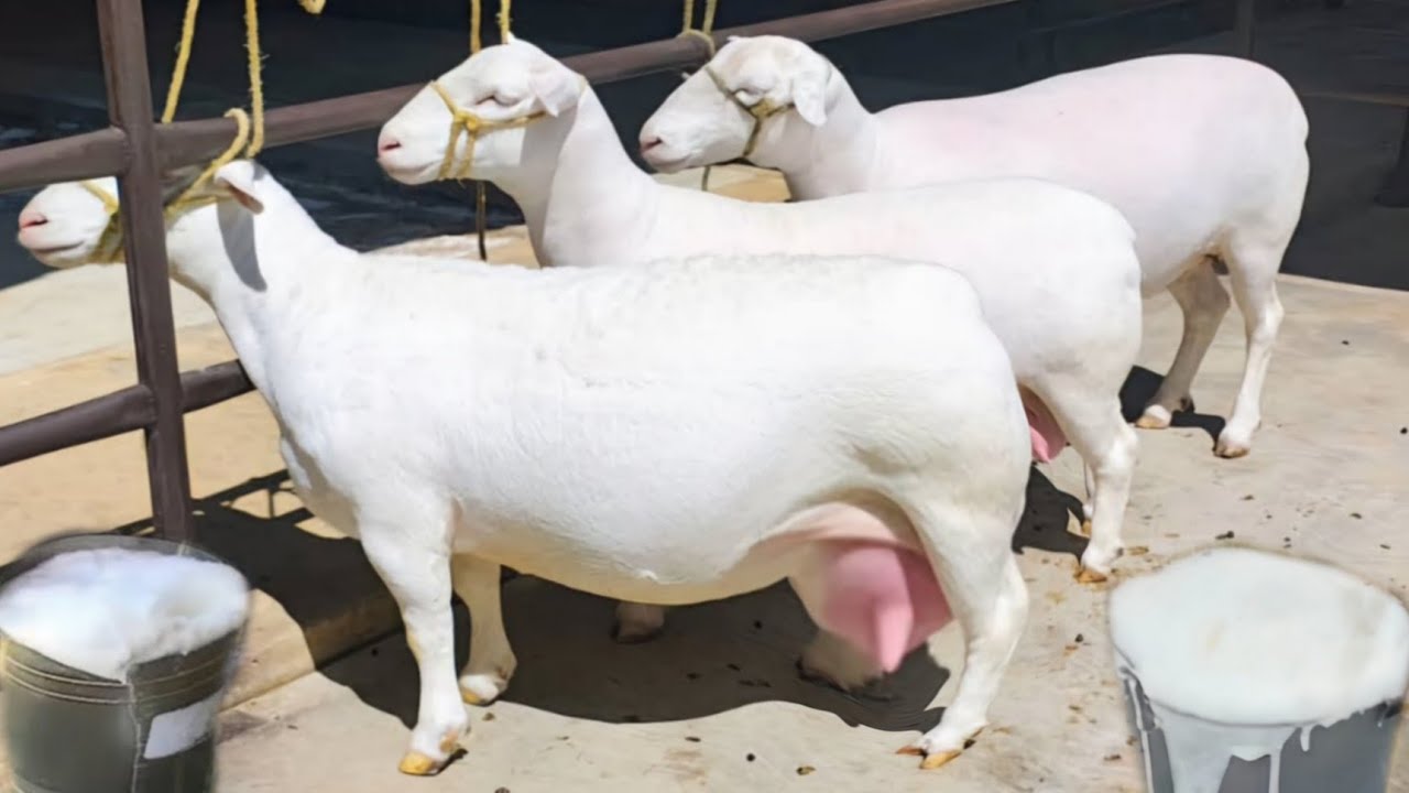 Have you ever seen the world's biggest sheep? | World's Biggest Lincoln Sheep!