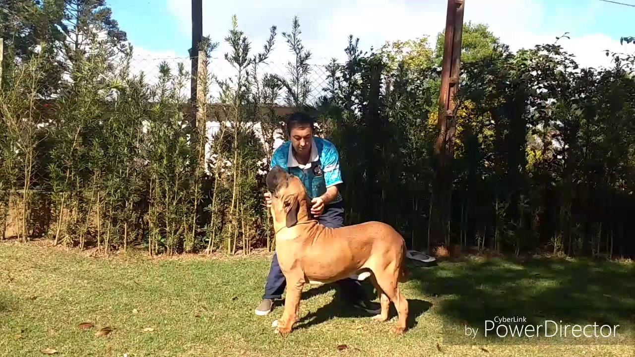 Canil Sena Sene. Fila Brasileiro. Qualidade e transparência.