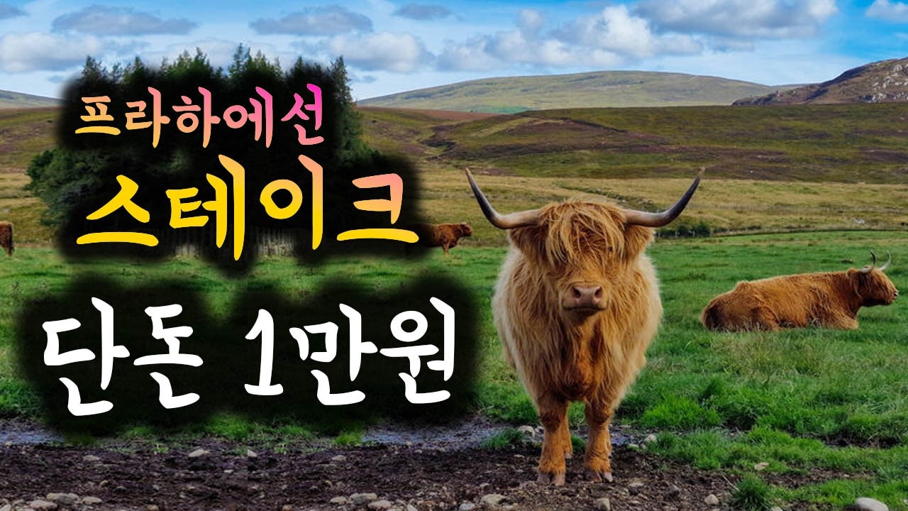 미친 가성비 🇨🇿 체코 현지인만 가는 1만원 스테이크 맛집 대공개! #유럽여행 #체코 #체코맛집 #유럽맛집